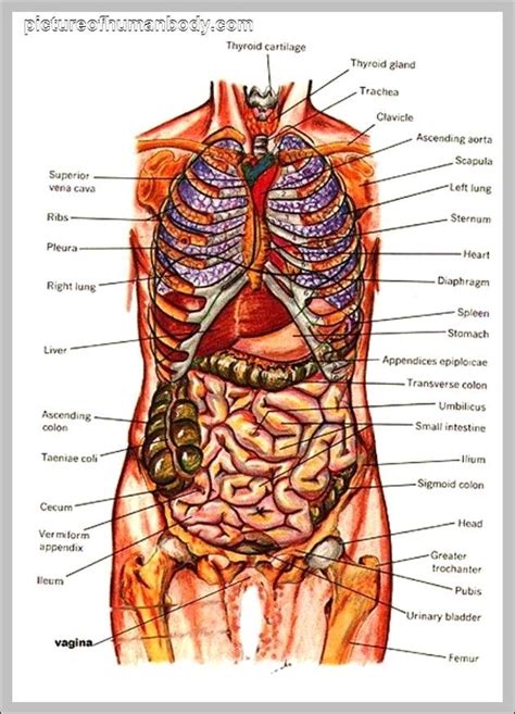 Tissues, organs, & organ systems. organ location - Page 2 - Graph Diagram