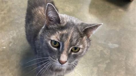 The county of summit division of animal control practices euthanasia in an effort to protect the health, safety and general well being of citizens and control the local animal population. Visit With The Dubois County Humane Society (04/28/20 ...