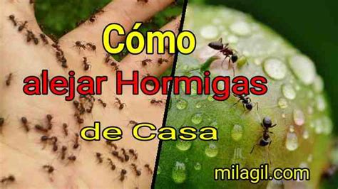 Canela en polvo para ahuyentar las hormigas. 7 Trucos Cómo Alejar Hormigas 【de Manera Ecológica】