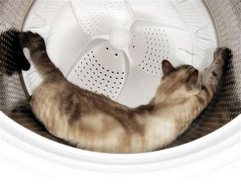 We did not find results for: 99 Foto Kucing Lucu, Cantik, Manis, dan Imut