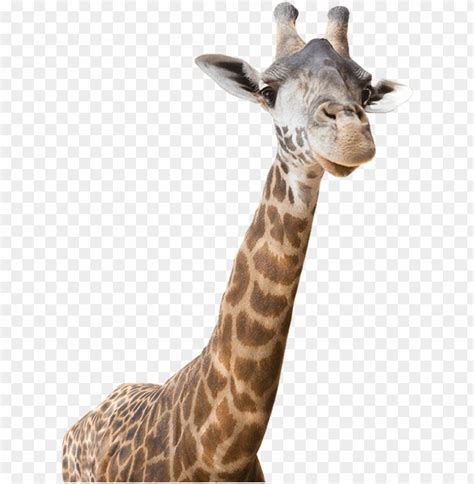 Purchase and download 3d models, stream. Real Giraffe With Sunglasses