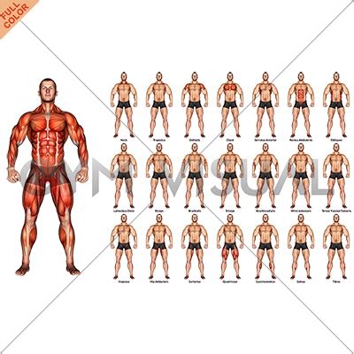 Muscle chart male body parts black background. Body muscles. Front view