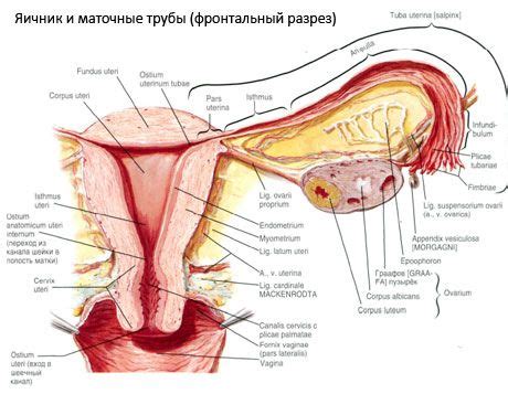 Das ligamentum teres uteri („rundes gebärmutterband) ist ein teil des befestigungsapparates der gebärmutter (uterus), des parametriums. ostium uterinum tubae - Liberal Dictionary