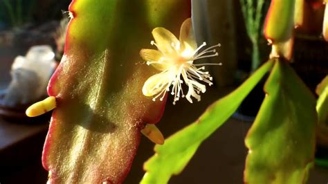 Cactuses are plants that produce beautiful flowers. My Rhipsalis Rhombea Cactus with buds and blooms - YouTube