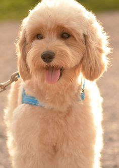 The double doodle is a mixed breed that comes from two other mixed breeds: Double Doodle | Doodle puppy, Doodle dog, Double doodle ...