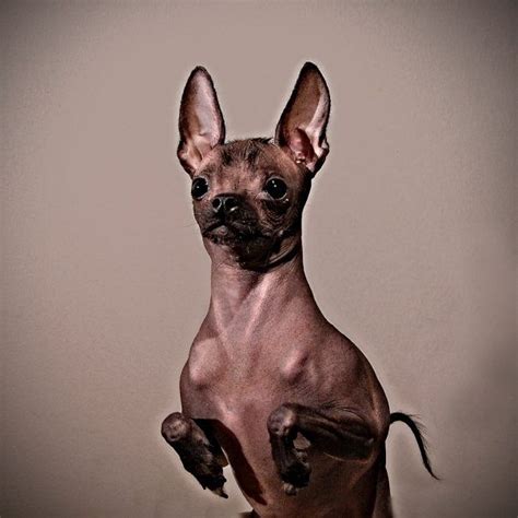 Xolohuiztli, xolos, hairless mexican dogs, pelones california. 63+ Xoloitzcuintli Aztec Chihuahua - l2sanpiero