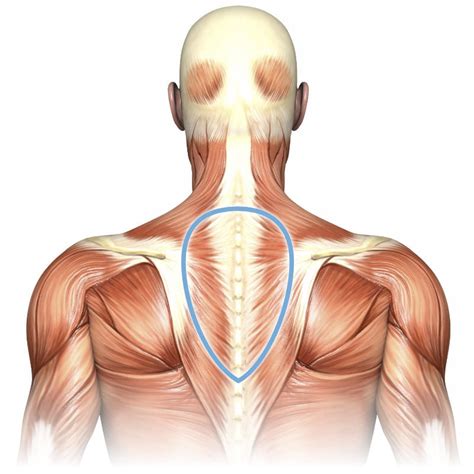 It is located at the level of the carpal bones. Not Angka Lagu Anatomical Name Of Lower Back Muscles ...