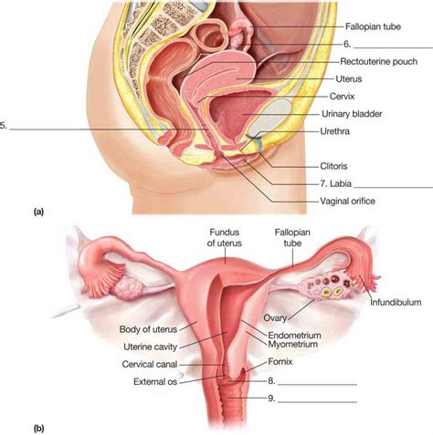 Illustration by lucy han vulva: Anatomy Of Women Reproductive System | MedicineBTG.com