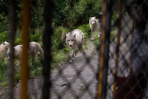 Tříletou dívku pokousal v polovině července v olomoucké zoologické zahradě vlk. Vlci takřka na dosah ruky. Zoo otevřelo další část safari ...