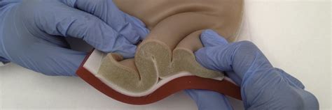 Soft Tissue Organ Model | Pulse Medical Demonstration Models