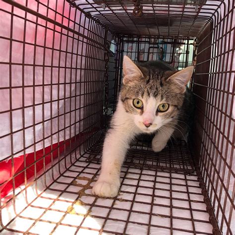 This feral orange tabby is a graduate of our tnr program. Community Cat Management Training - HSHV