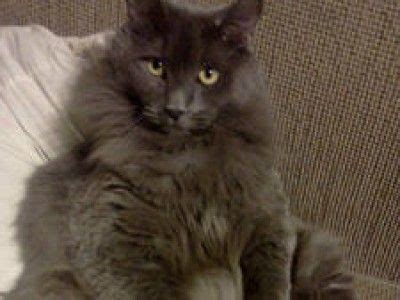 Early breeders hypothesized that the cats might be of burmese descent. Chantilly cat | Chantilly cat, Cat urine, Nebelung cat