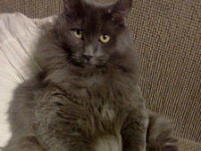 Chantilly/tiffany cat project has 798 members. Chantilly cat | Chantilly cat, Cat urine, Nebelung cat