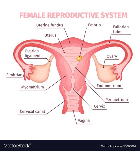 Learn about female reproductive system with free interactive flashcards. Female Reproductive System Scientific Template Vector Image