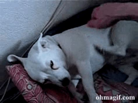 Kummings gets a hand job. 12 Surprisingly Adorable GIFs of Dogs Itching - BarkPost