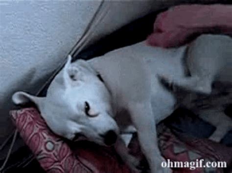 Hot guy jerking off and eating his own cum. 12 Surprisingly Adorable GIFs of Dogs Itching - BarkPost