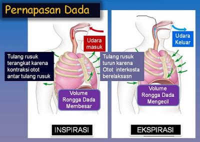 Pada proses pernafasan perut tahap inspirasi yang akan terjadi yakni fungsi otot lurik polos dan jantung pada bagian diafragma akan mengalami kontrasi atau tegang. Pengertian Pernapasan Dada dan Perut Terlengkap, Gambar ...