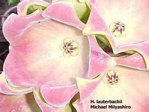 Hoya, wax plant, porcelain flower (hoya archboldiana) by panamoncreel. Хойя - L (часть 3) - Путеводитель в мире хойи - Все о ...