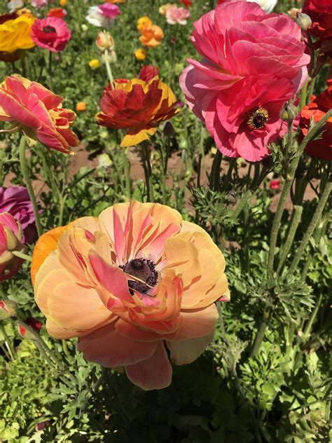 The city is 87 miles (140 km) south of downtown los angeles and 35 miles (56 km). Carlsbad, CA Flower Fields. NEAT! : neature