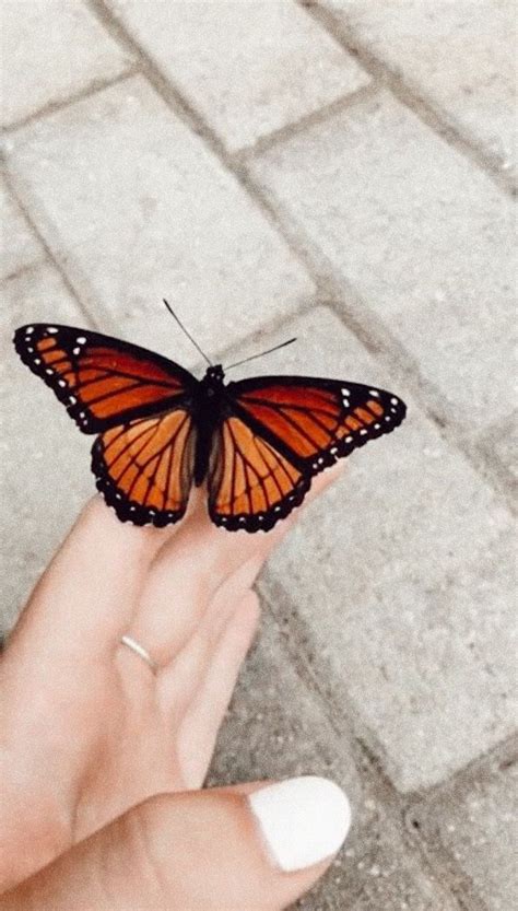Maybe you would like to learn more about one of these? #nature #butterfly #summer #vsco #pinterest in 2020 ...