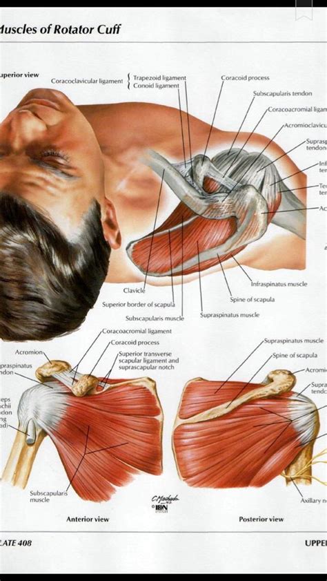 The shoulder muscle tissues can be readily injured and therefore being aware of the appropriate strategy is pretty shoulder anatomy images shoulder muscle tissues anatomy actions diagram. Female Shoulder Muscles Diagram / Pin by Nicole Ryan on BODY (With images) | Human muscle ...