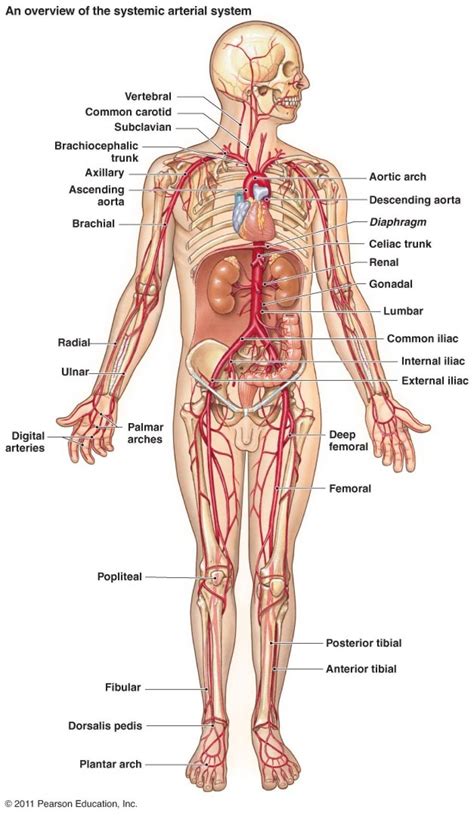 Mastering anatomy truly does begin with an exceptional atlas. Human Anatomy Map - koibana.info | Anatomy, Human anatomy ...