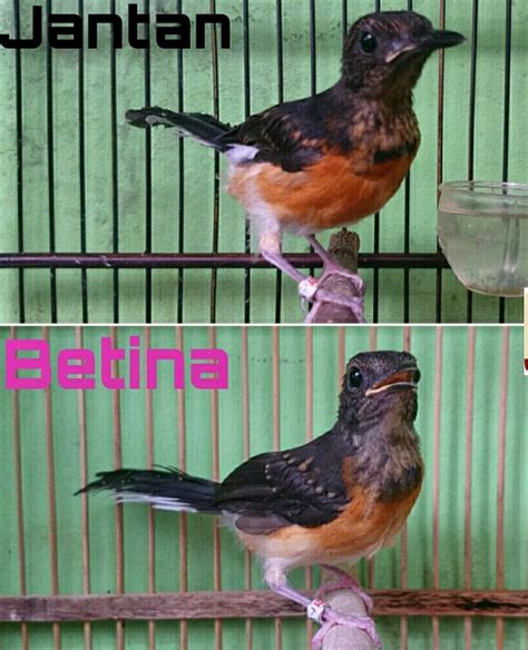 Kicau burung blackthroat gacor ngerol om kicau birds. Cara Membedakan Anakan Murai Batu Jantan Dan Betina ...