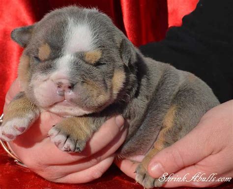 Advertise, sell, buy and rehome english bulldog dogs and puppies with pets4homes. AKC blue tri English bulldog puppies for sale, purple ...