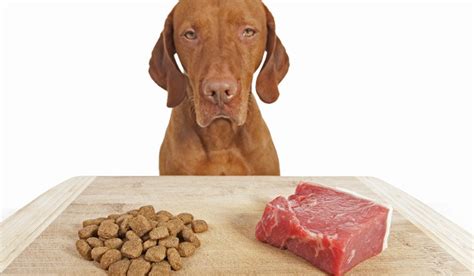 An omnivore (/ˈɒmnɪvɔːr/) is an animal that has the ability to eat and survive on both plant and animal matter. Are Dogs Carnivores Or Omnivores? | LovePets
