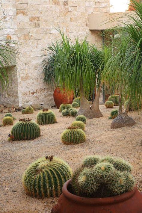 A mature cactus will bloom in the summer with flowers that grow in whorls around the top of the plant. 430 best images about Drought Tolerant Gardens on Pinterest