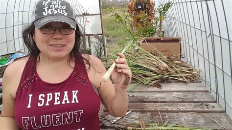 Maybe you would like to learn more about one of these? Lemongrass Propagating Vlog - YouTube