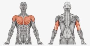 Arm muscles can also be classified by their compartments or regions. The Muscular System Is The A System For Humans And - Muscular System Diagram Transparent PNG ...