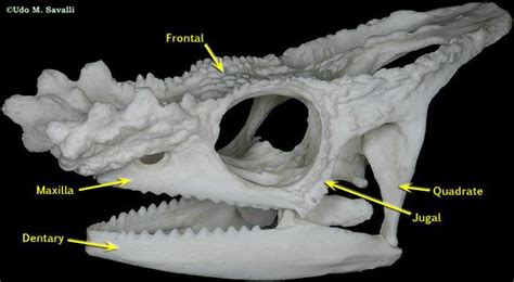 Size is the main difference and after 2 years of age and once the fontanelles and sutures are closed, there is not much of difference in the skull itself. Parson Chameleon skull labeled | Animal skulls, Animal ...