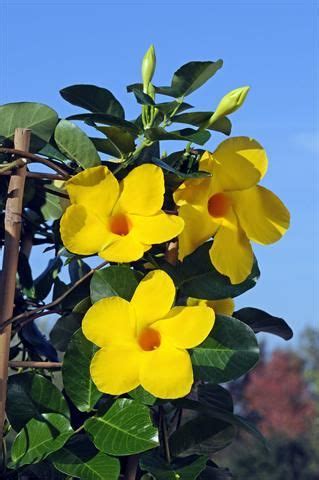 Select a healthy parent plant from which to take cuttings. Diamantina Opale Citrine 403, the first yellow dipladenia ...