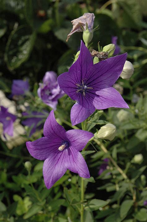 They offer refunds, replacements or store credit when. Maries Balloon Flower (Platycodon grandiflorus 'Mariesii ...