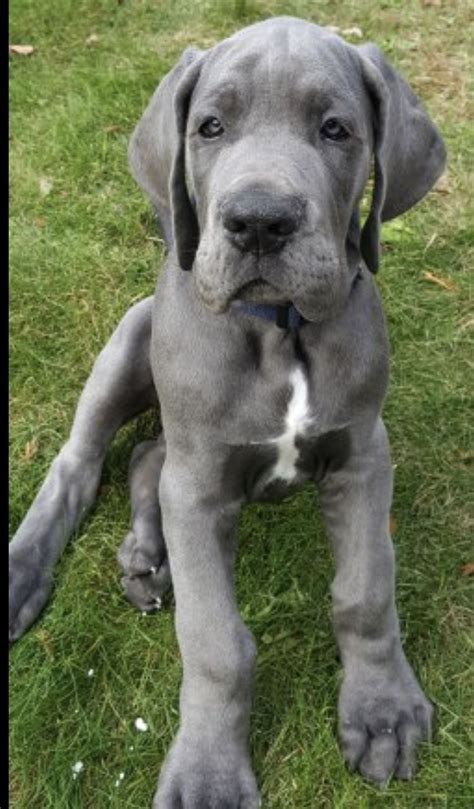 We just had a litter of beautiful pure bred great dane puppies. Great Dane Puppies Mn