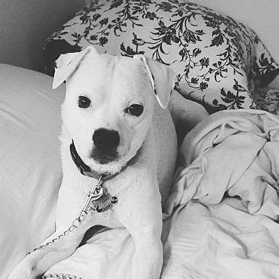 Lancaster puppies has boxers for sale! Columbus, OH - Boxer. Meet Geno a Pet for Adoption. | Pet ...