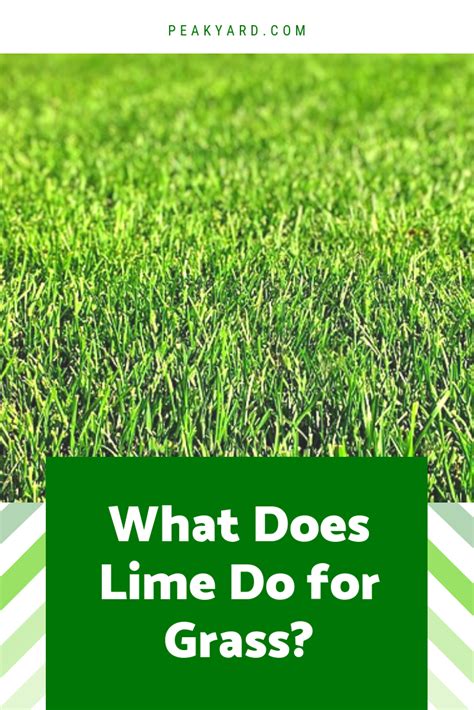 Lime is a great source that improves growing conditions of lawns & landscapes, but does your lawn need it? What Does Lime Do for Grass? | Lime for lawns, Lush lawn ...