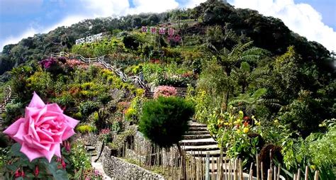 Cameron highlands rose centre has been established since 1989. Cameron Highlands 金马伦高原 : rose garden