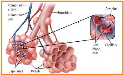 Mengingat usianya masih muda, dokter percaya bahwa itu tidak mungkin osteoporosis. SISTEM RESPIRASI PADA MANUSIA