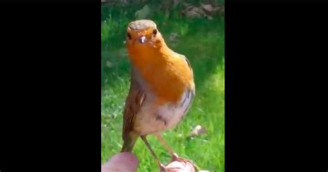 Cette petite salope se tape des mecs au bois de boulogne. Un oiseau se pose sur sa main : elle y voit un signe de ...