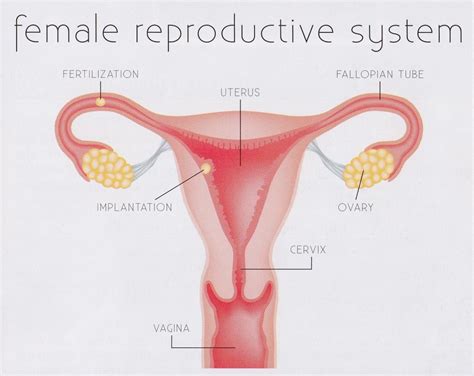 Our experts describe the functions of female reproduction, including ovulation, fertilization, and menopause. Female Reproductive System. Causes, symptoms, treatment ...