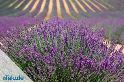 Für die gesundheit der pflanze ist es unerheblich, wann sie gepflanzt wird, wenn nicht gerade frostige temperaturen herrschen oder dem pflanzzeitpunkt folgen. Wann sollte man Lavendel pflanzen - Pflanzzeit und Abstand ...