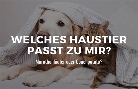 Dann bist du hier genau richtig! Welches Haustier passt zu mir? I Macht das Quiz und findet ...