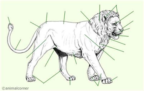 The spine provides support to hold the head and body up straight. Lion Anatomy - Big Cat Lion & Lioness Anatomy