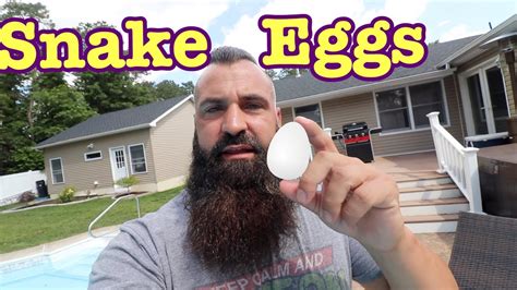 Where can i buy a baby snake for sale? Dumpster Snake Eggs + Snakes for Sale! - YouTube