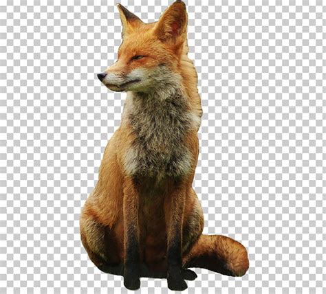 Download png transparent images backgrounds for free. Fox PNG, Clipart, Fox Free PNG Download