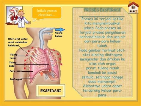 Untuk lebih jelasnya mengenai mekanisme pernafasan perut, perhatikan gambar berikut. Sebutkan Dan Jelaskan Mekanisme Pernapasan Pada Manusia ...