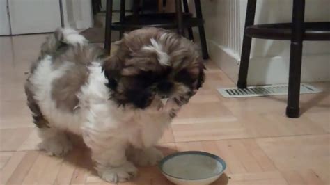 Here is a puppy who was born with a mustache. Shih Tzu Puppy Milk Mustache - YouTube