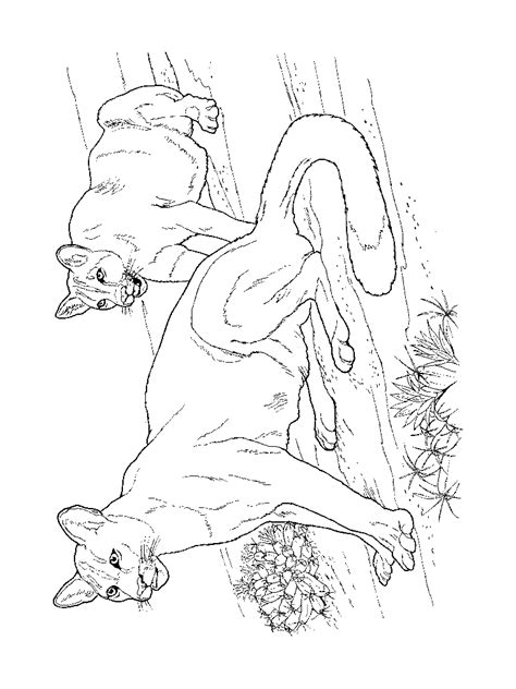 Search through 623,989 free printable colorings at getcolorings. mountain lion coloring sheet (and others on this site ...